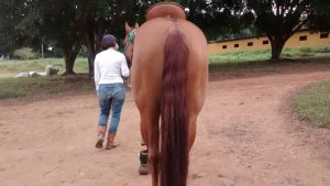 Três Tambores: um conjunto contra o relógio