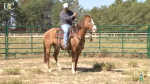 TV UC – Ensinando o cavalo a buscar o alívio