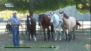 TV UC – Horsemanship na prática