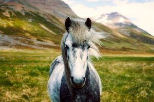 5 dicas para manter seu cavalo feliz