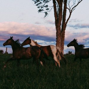 7 dicas de cuidados com éguas para reprodução