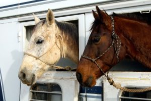 Antes de viajar, tome precauções com a saúde dos cavalos