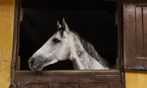 Aprenda como estabelecer uma quarentena equina