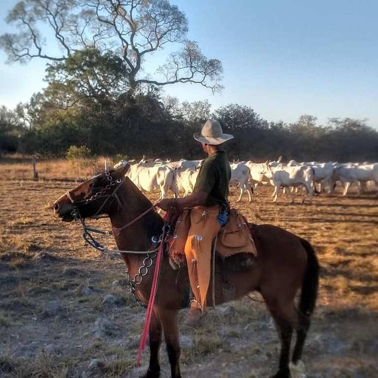 Paulo Junqueira conta em sua coluna da semana no portal Cavalus sobre a viagem que fez ao Pantanal de Cáceres após 4 meses em quarentena
