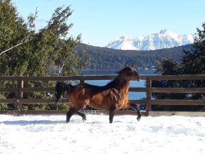 Cenário de filme é o lar de família brasileira que vive do cavalo