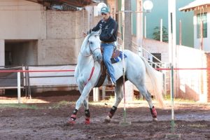 Confira técnicas de doma e treinamento para cavalos de Seis Balizas