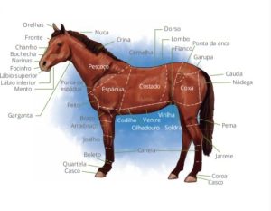 Conheça as partes zootécnicas dos equinos