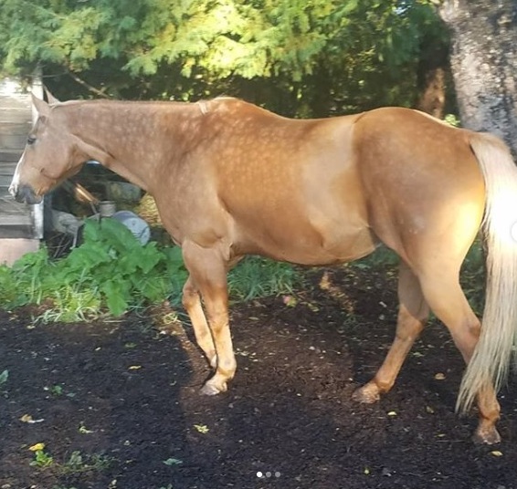 Dappled Horse tem uma pelagem que pode ser conquistada. Manchado, o Dappled Horse tem um padrão exclusivo de círculo de uma cor mais clara