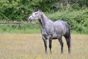 Dappled Horse tem uma pelagem que pode ser conquistada