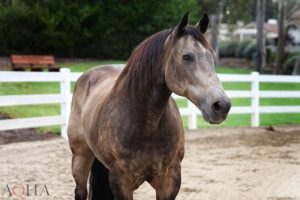 Doenças genéticas na raça Quarto de Milha