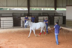 Dor Toracolombar pode prejudicar a performance do seu cavalo