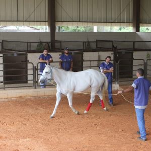 Dor Toracolombar pode prejudicar a performance do seu cavalo