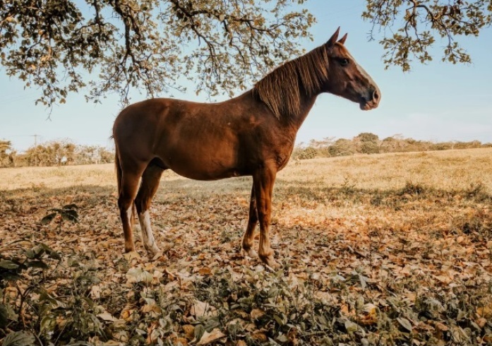 Fatos sobre o cavalo alazão que você deveria saber