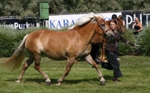 Finnhorse é uma raça natural e única da Finlândia