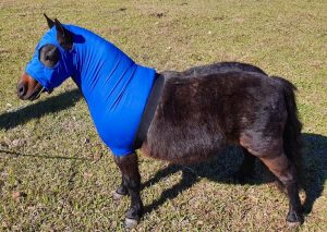 MReis disponibiliza acessórios exclusivos para pôneis e mini horses