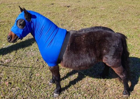 MReis disponibiliza acessórios exclusivos para pôneis e mini horses