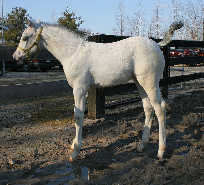 Os cavalos brancos têm sido amplamente reverenciados e retratados ao longo da história. Os verdadeiros, geneticamente falando, são raros