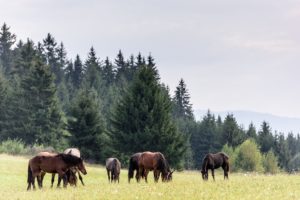 O comportamento natural dos equinos pode ser mudado?