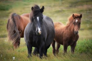 Os cavalos podem sentir o nosso medo?