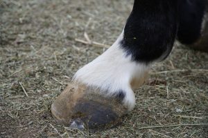 Saiba a forma correta de usar cloche no seu cavalo