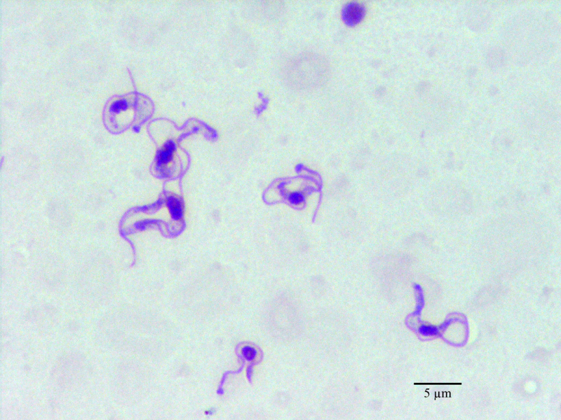 O agente causador da tripanossomíase em equinos é o Trypanossomaevansi, um protozoário que pode ser transmitido através da picada de insetos hematófagos