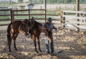 UC promove aula online gratuita sobre horsemanship na prática