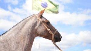 Você sabe a importância do peso no ferrageamento do Mangalarga Marchador?