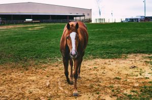 Astenia equina: saiba o que é, diagnóstico e tratamento