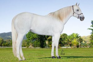 1º Leilão Virtual Haras Ferrari e Convidados acontece nesta quinta-feira