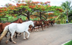 Confira os rumos da Fazenda Passa Tempo e a marca “F”