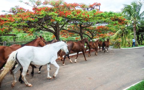 Confira os rumos da Fazenda Passa Tempo e a marca “F”
