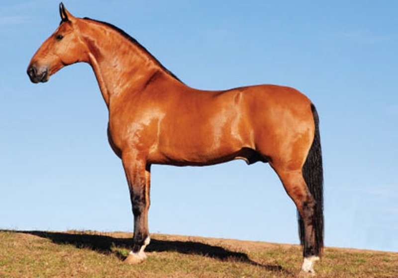 O cavalo Campolina é uma mistura de várias raças e sua criação no Brasil iniciou-se no final do Século 19 em Minas Gerais