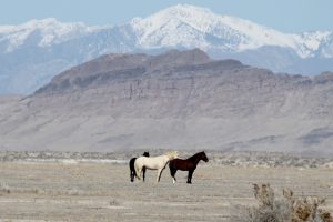 Melhores lugares para ver um cavalo Mustang em seu habitat