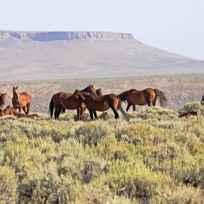 Há algo especial quando se pensa um cavalo Mustang selvagem. Acima de tudo, eles representam um pedaço da história americana