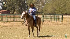 TV UC – Fortalecer garupa e deixar seu cavalo leve de boca