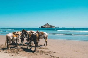 5 dicas para o seu passeio a cavalo na praia