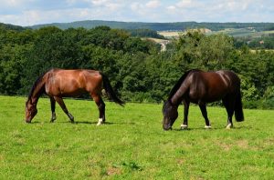 Bem-estar animal é um grande aliado para o bom desempenho