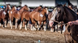 Em 14 de setembro é celebrado o Dia do Cavalo no Brasil