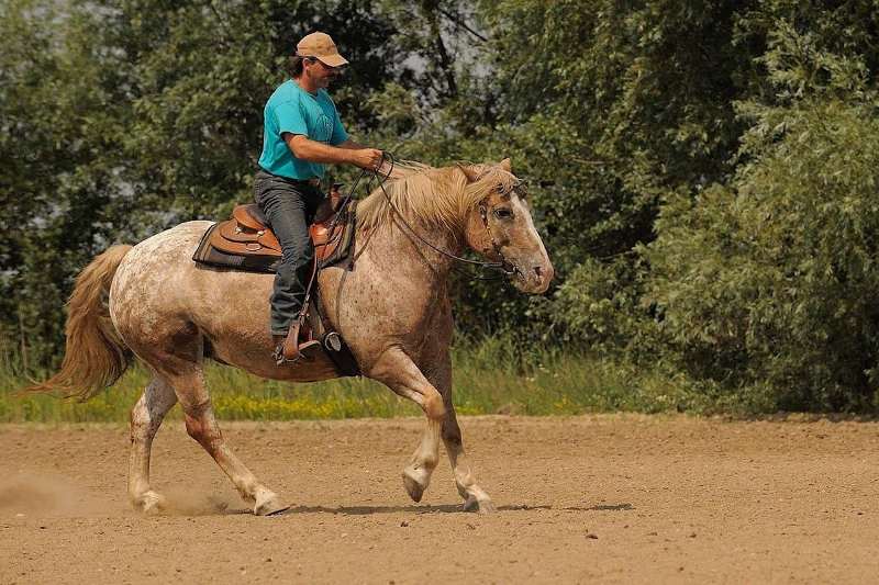 Uma transição suave é um sinal de um cavalo bem treinado. Pode parecer simples de alcançar, mas na verdade requer energia e equilíbrio. 