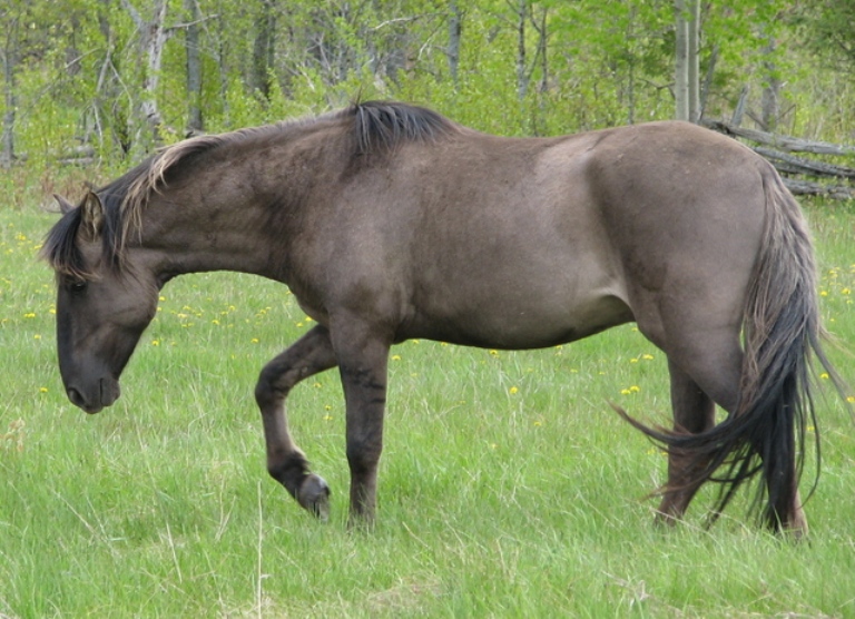 No mundo hoje existem cerca de 200 exemplares. O cavalo Sorraia foi, acima de tudo, ameaçado de extinção. Originaram-se dde Sor e da Raia.
