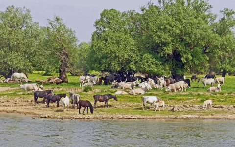 Raças equinas ganham espaço na nova emissora do Canal Rural