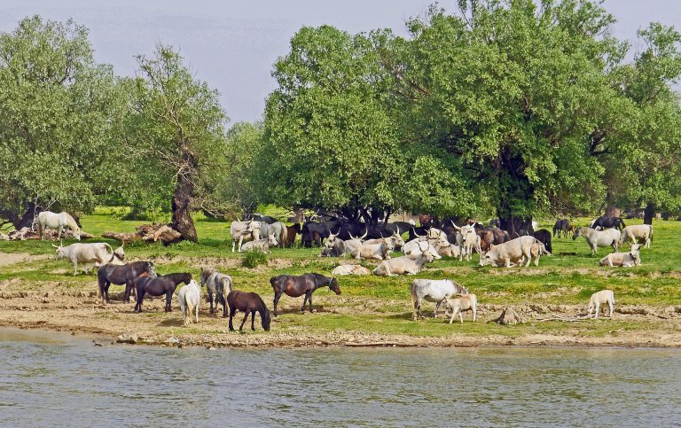 Raças equinas ganham espaço na nova emissora do Canal Rural