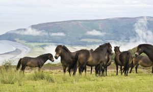 Dados sobre o Pônei Exmoor que você precisa saber