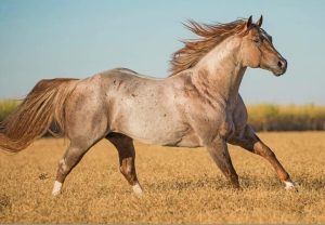 One Time Jr é comprovado nas pistas e na reprodução