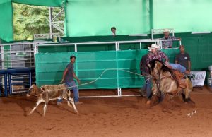 Pilgreen Dun It é destaque das pistas de Laço e produtor de campeões