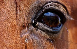 Por que as moscas podem prejudicar os olhos dos cavalos?