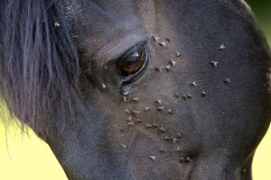 Calor aumenta incidência de moscas que podem propagar doenças nos cavalos