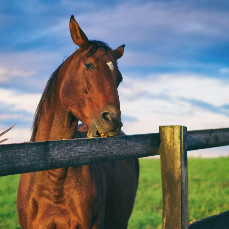 As estereotipias dos cavalos podem ser engolir ar, bater os cascos, andar em círculos. Seu cavalo faz isso? Preste atenção nesse artigo
