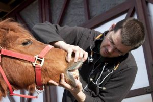 Você conhece a boca do seu cavalo?