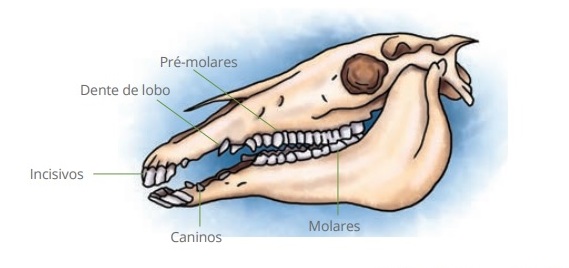 A odontologia equina é uma área da medicina veterinária que traz diversos benefícios ao seu cavalo. A boca é parte do animal, você a conhece?